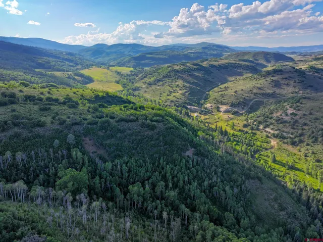 a view of a lush green forest with lots of trees