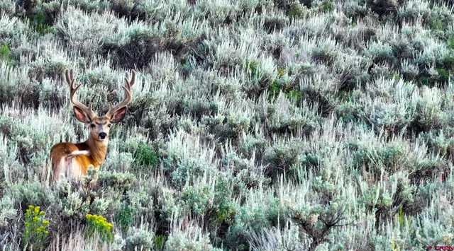 a view of a lush green field