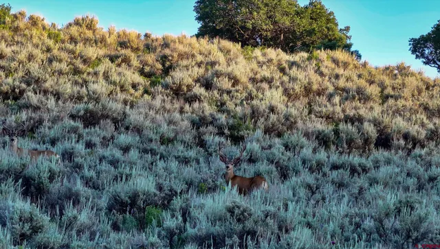 a view of a forest with a forest