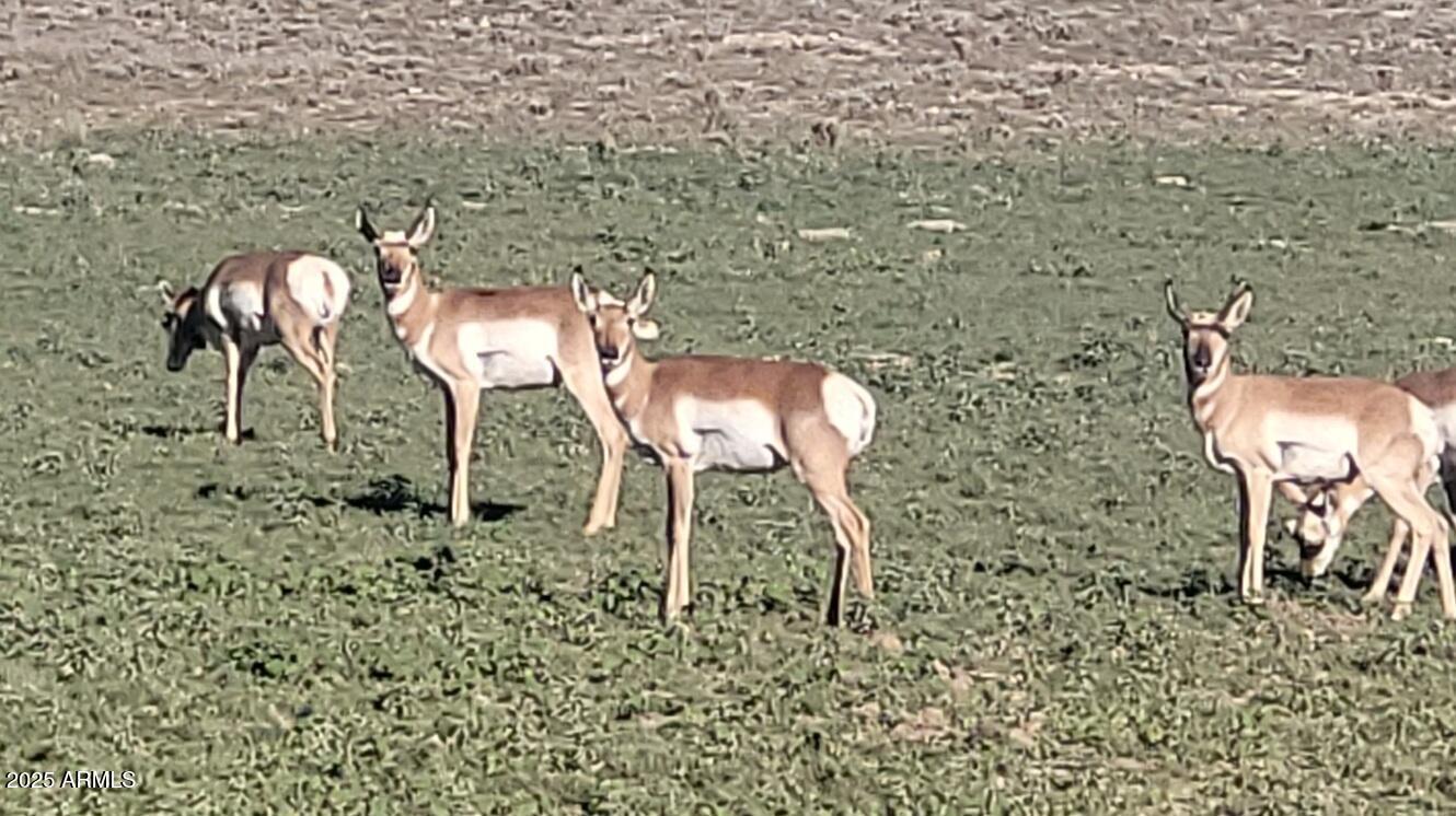 10 Acres N Tanner Road Northeast, Unit 17F Ash Fork, AZ 86320 - Photo 13 of 13 a view of a chairs and table in a yard