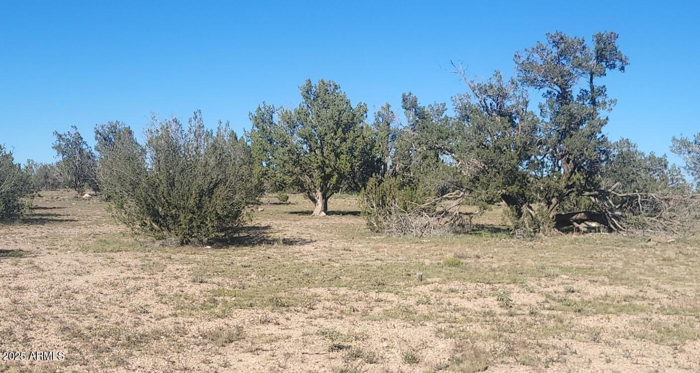 10 Acres N Tanner Road Northeast, Unit 17F Ash Fork, AZ 86320 - Photo 6 of 13 a view of a yard with a tree