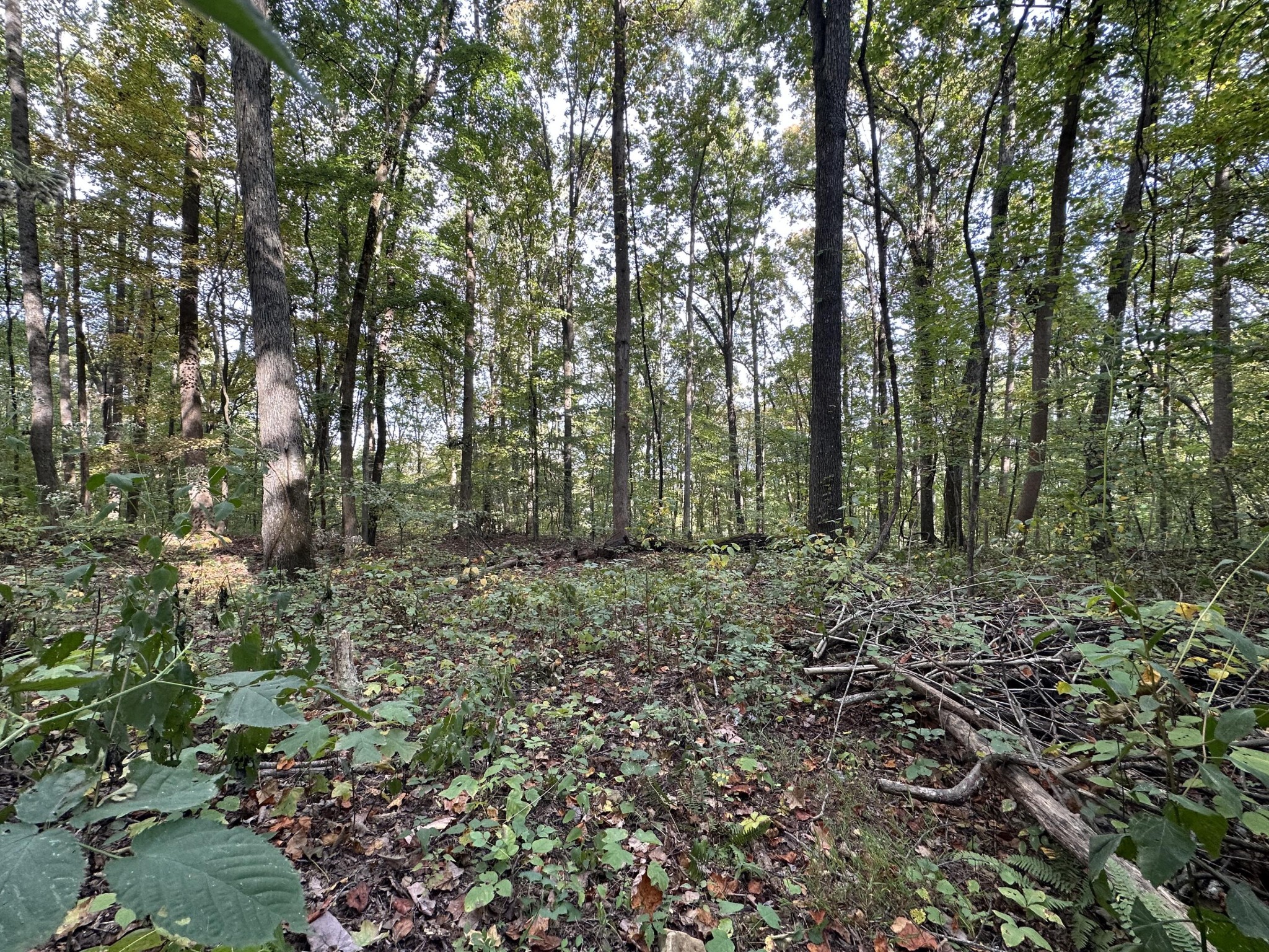 0 Fox Ridge Road Pikeville, TN 37367 - Photo 1 of 6 Gallery Image 1