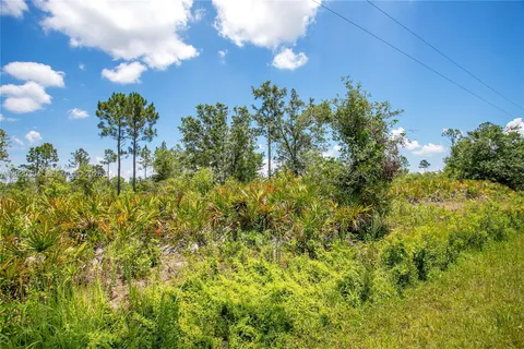 a view of a bunch of trees and bushes