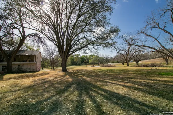 a view of a trees in a yard