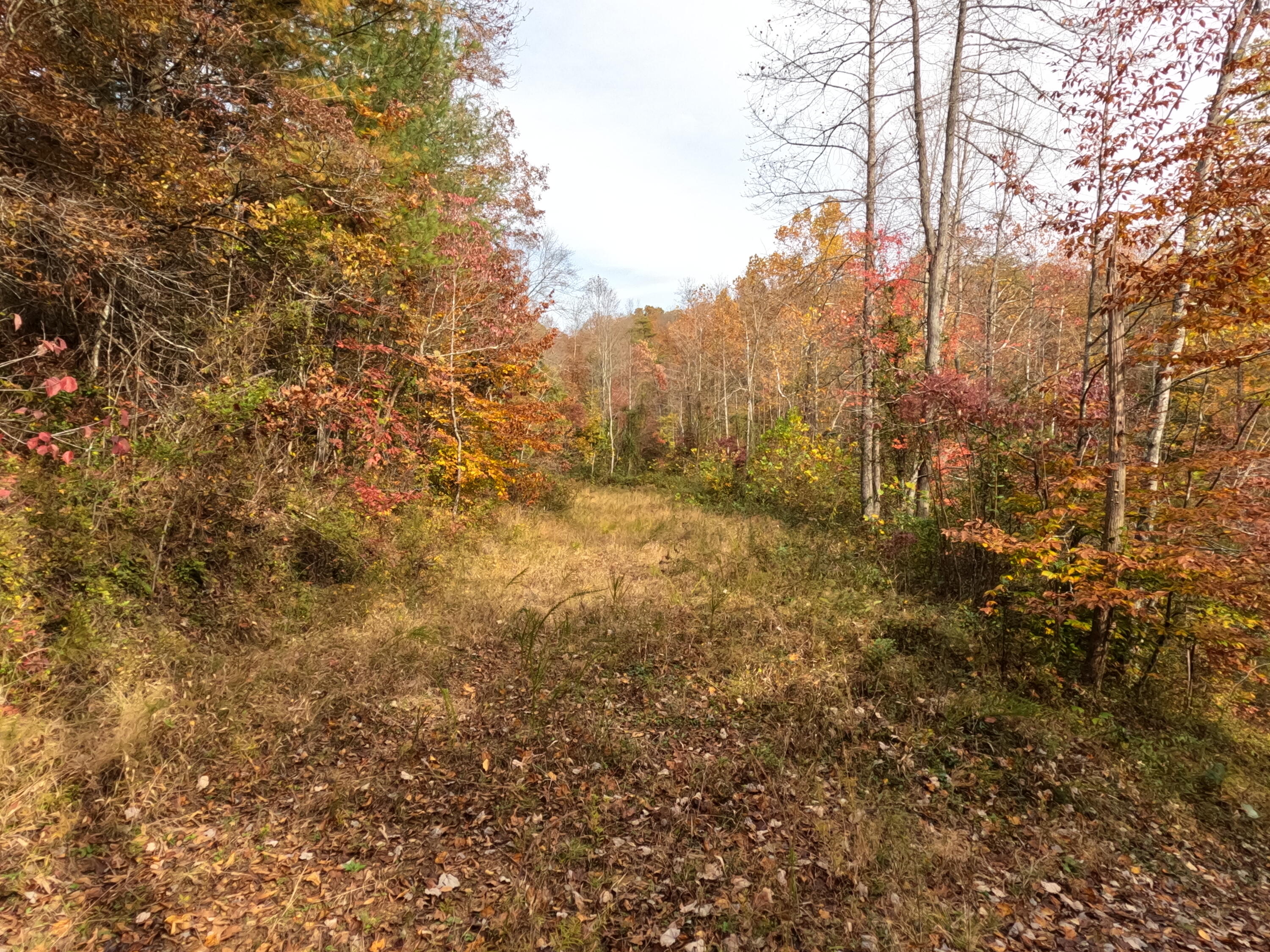 1 Ellen Drake Road Campton, KY 41301 - Photo 1 of 24 GOPR0196