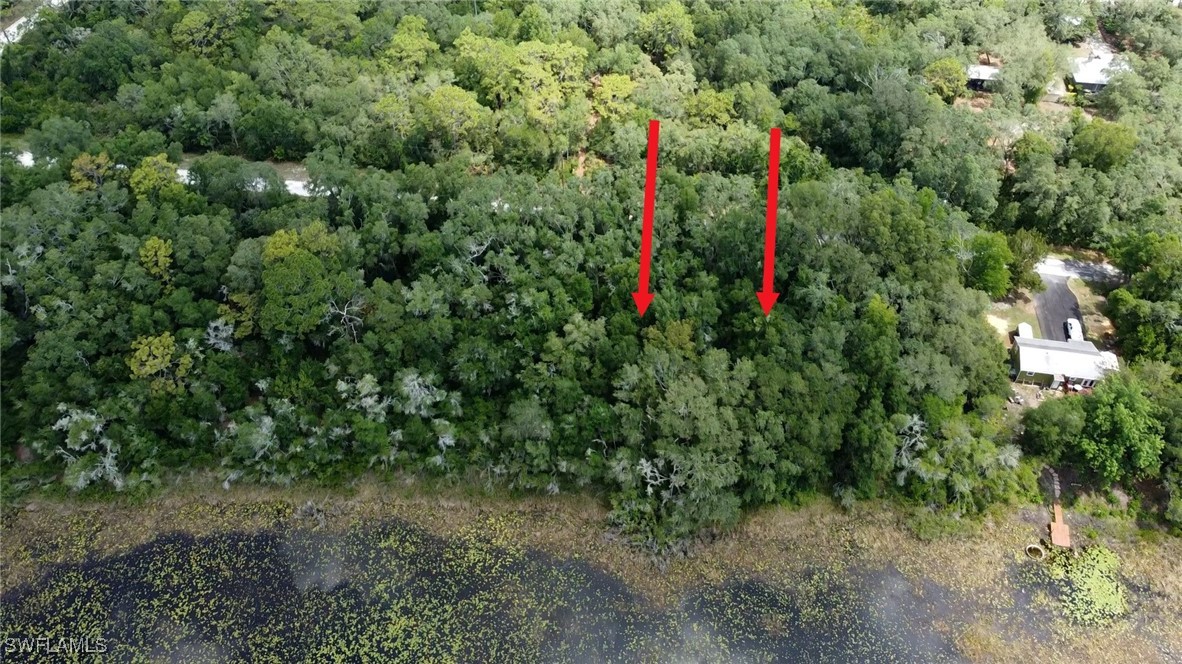 35034 Batesfield Street Webster, FL 33597 - Photo 5 of 12 a view of a yard with plants and tree