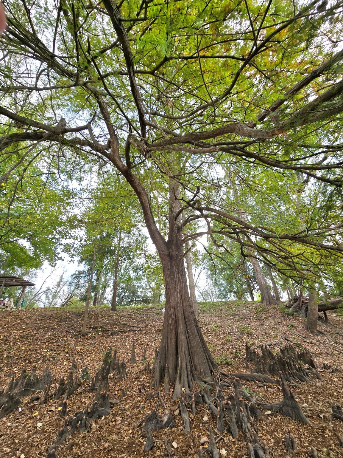 223 County Road 2167B Cleveland, TX 77327 - Photo 40 of 50 a backyard of a house with lots of green space