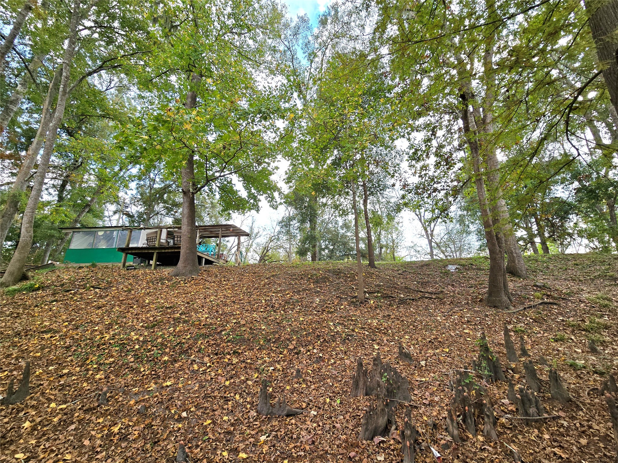 223 County Road 2167B Cleveland, TX 77327 - Photo 41 of 50 a view of a tree in the middle of a yard