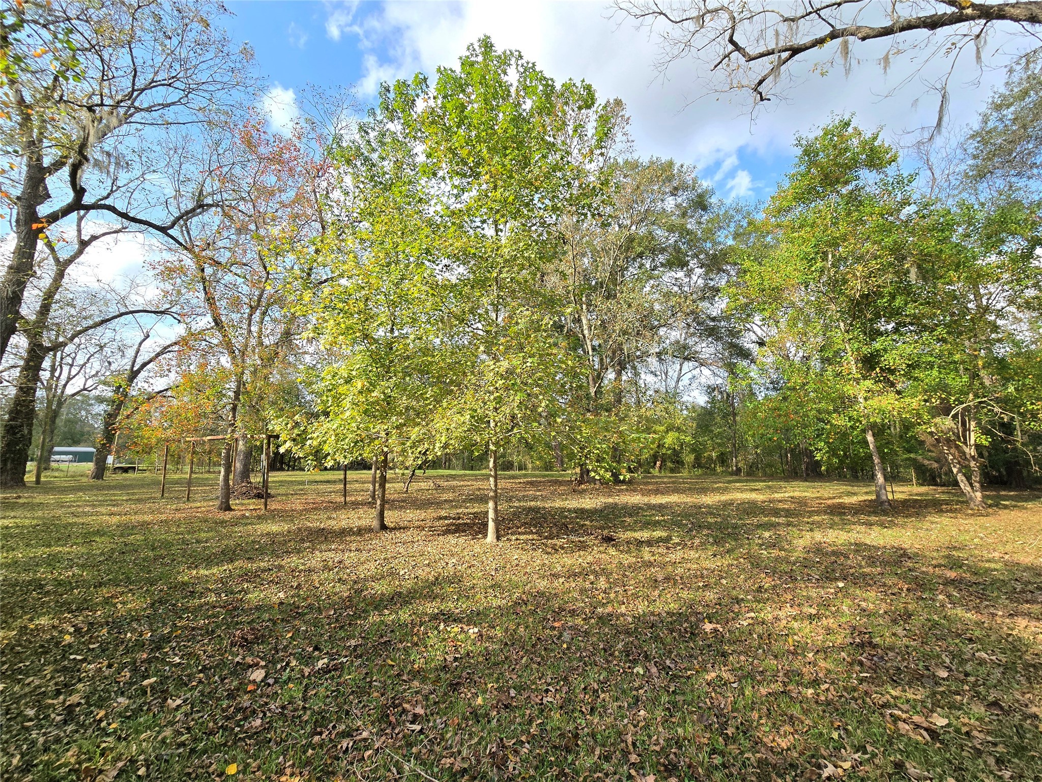 223 County Road 2167B Cleveland, TX 77327 - Photo 45 of 50 a view of outdoor space with deck and trees