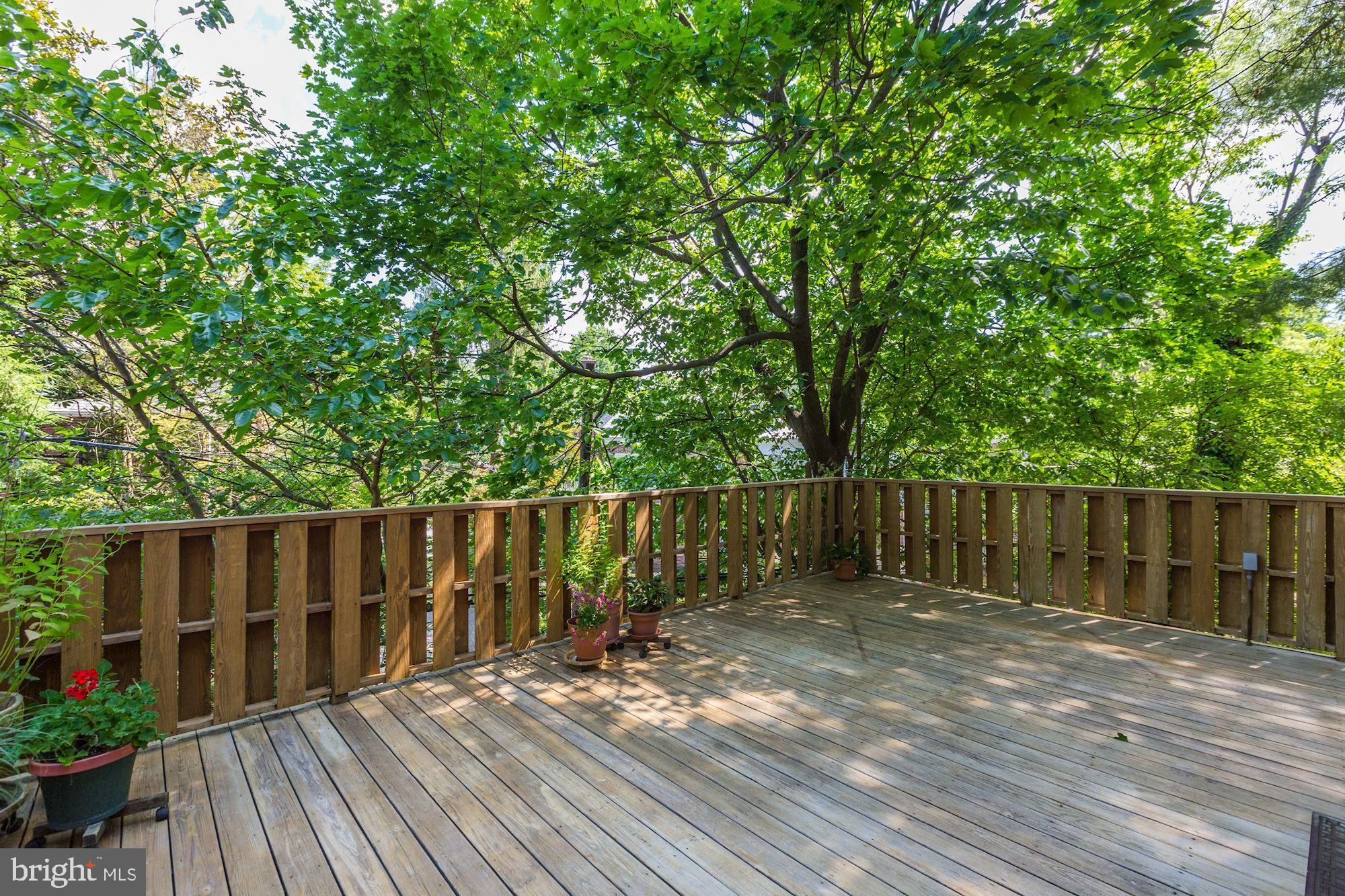 3223 Klingle Road Northwest Washington, DC 20008 - Photo 10 of 42 Gorgeous Trees