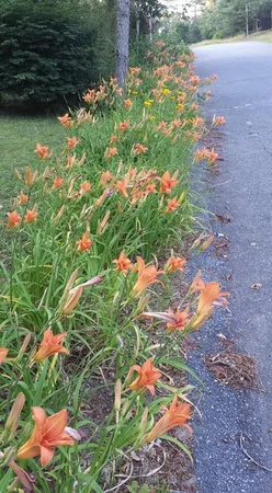 a picture of flowers
