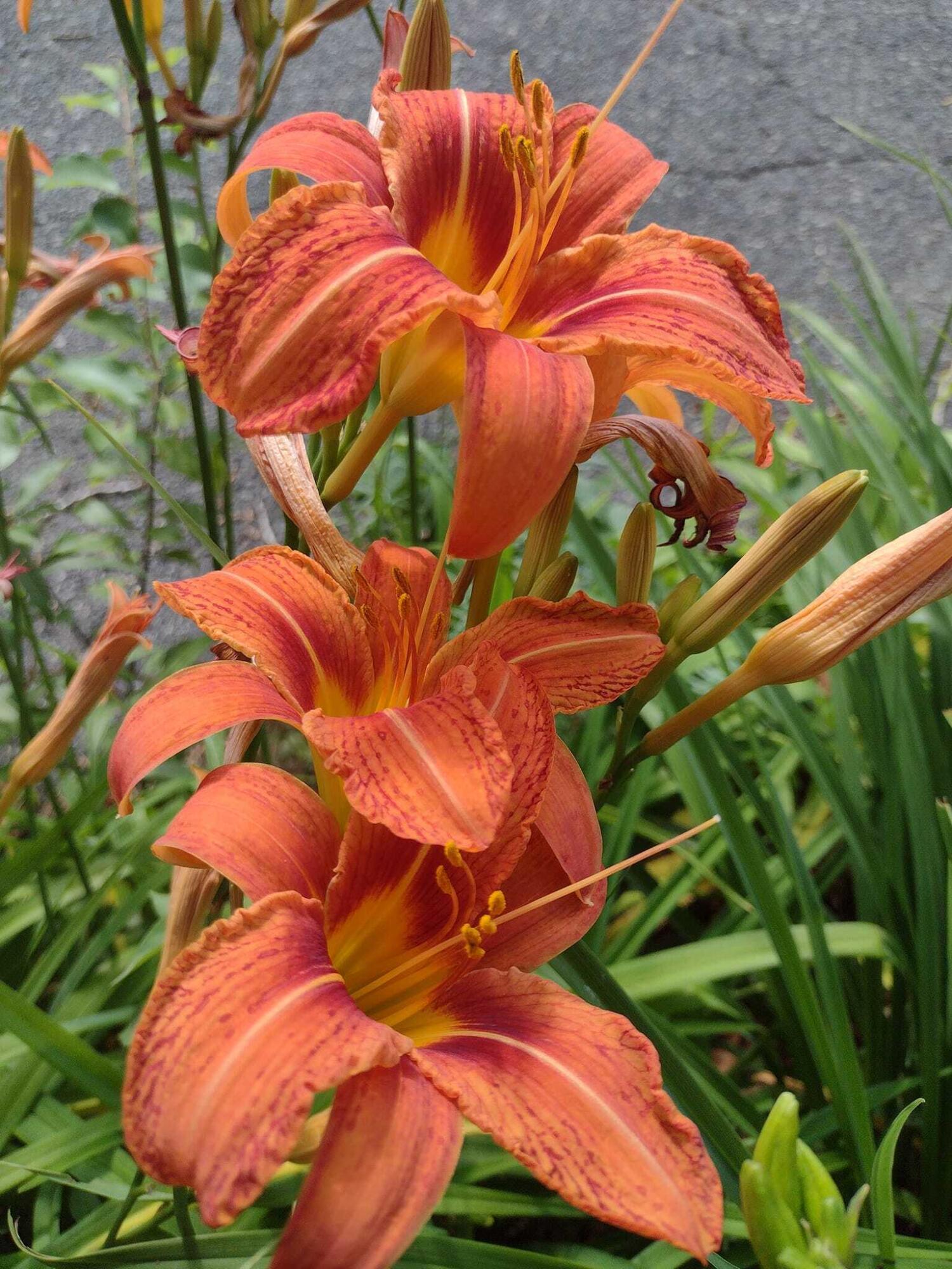 11 Webquish Lane Mashpee, MA 02649 - Photo 31 of 32 daylilies