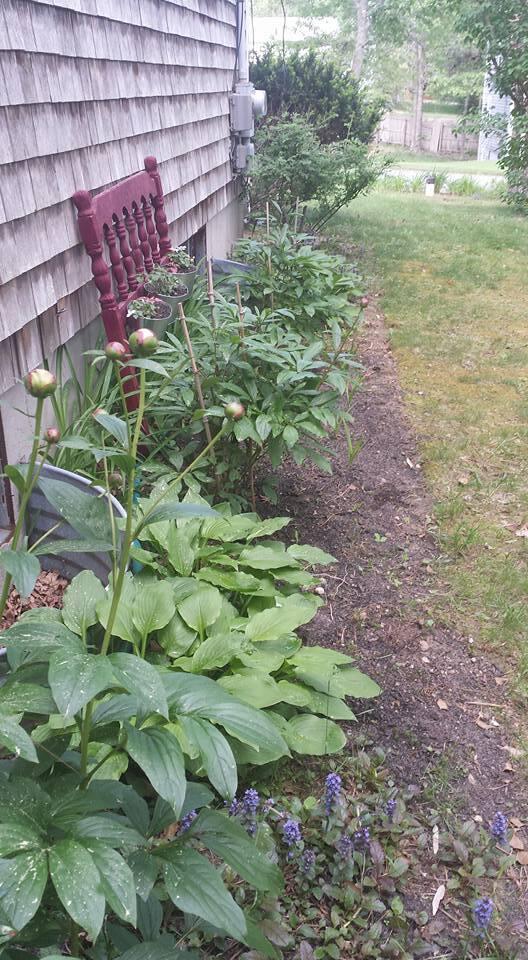 11 Webquish Lane Mashpee, MA 02649 - Photo 32 of 32 peonies