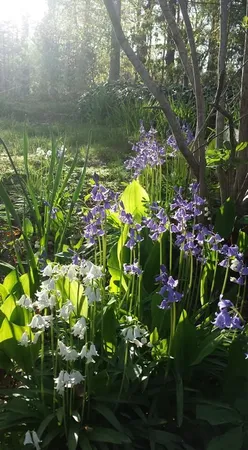a picture of flowers