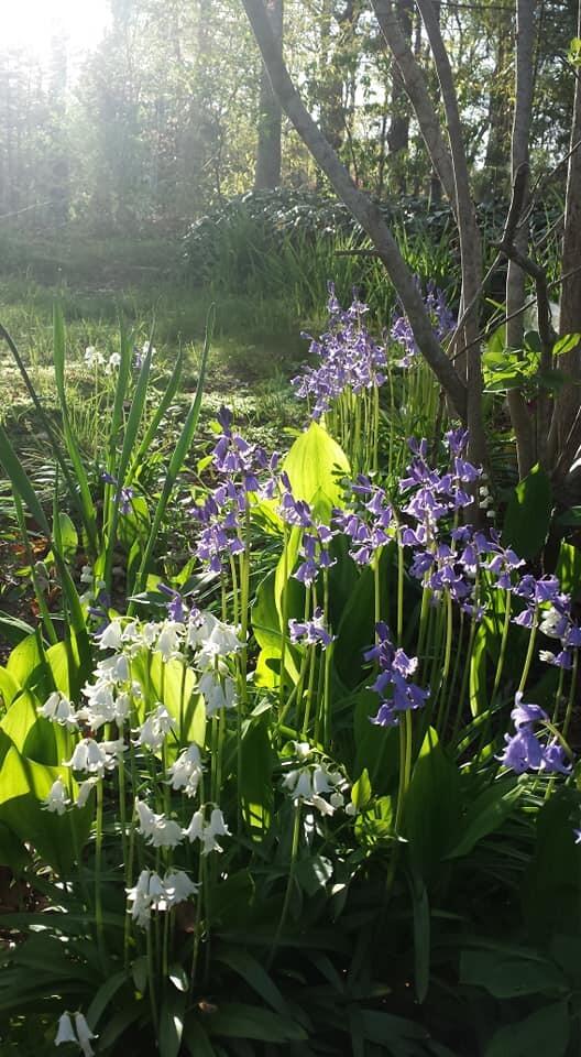 11 Webquish Lane Mashpee, MA 02649 - Photo 4 of 32 springflowers