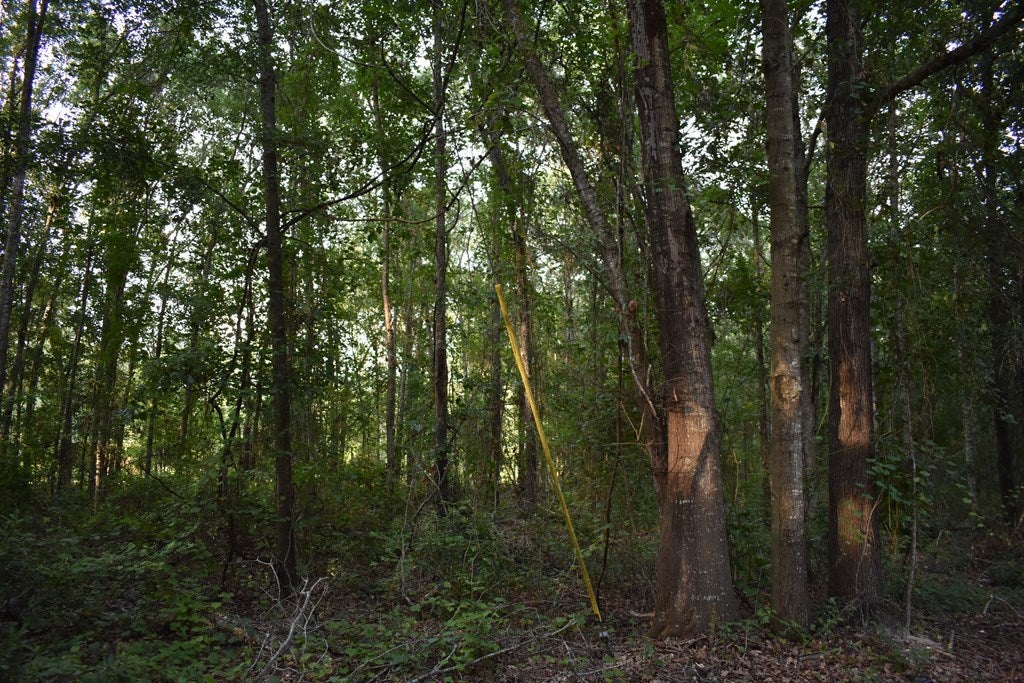 68 Barber Road Ray City, GA 31645 - Photo 8 of 23 Gallery Image 8