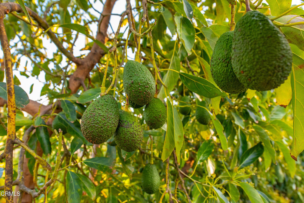 15295 Middle Ranch Road Moorpark, CA 93021 - Photo 13 of 18 a view of a tree