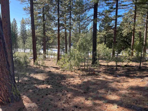 a view of a yard with trees