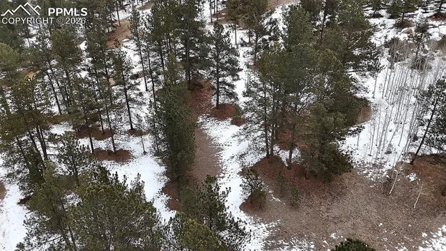 a view of a tree in a forest