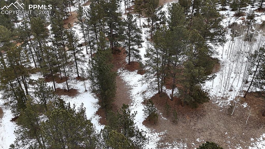 210 Rhyolite Lane Florissant, CO 80816 - Photo 11 of 16 a view of a tree in a forest