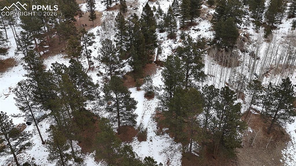 210 Rhyolite Lane Florissant, CO 80816 - Photo 13 of 16 a picture of tree