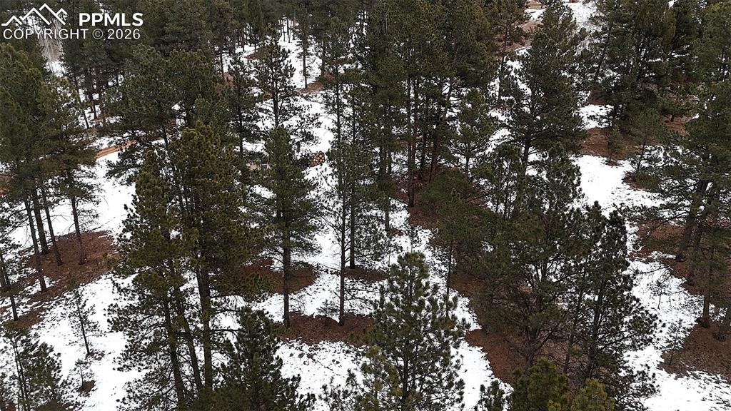 210 Rhyolite Lane Florissant, CO 80816 - Photo 3 of 16 a view of tree