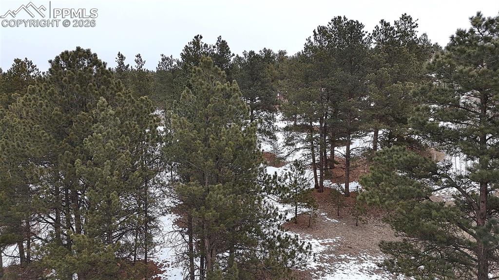 210 Rhyolite Lane Florissant, CO 80816 - Photo 6 of 16 a view of a tree in a forest