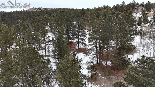 a view of a tree in a middle of a forest