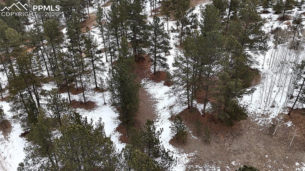 210 Rhyolite Lane Florissant, CO 80816 - Photo 10 of 16 a view of a tree in a yard