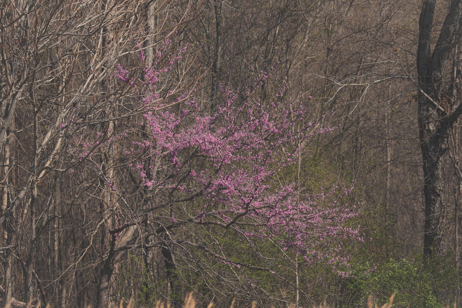 527 Dyer Hollow Road Dayton, TN 37321 - Photo 19 of 61 Gallery Image 19