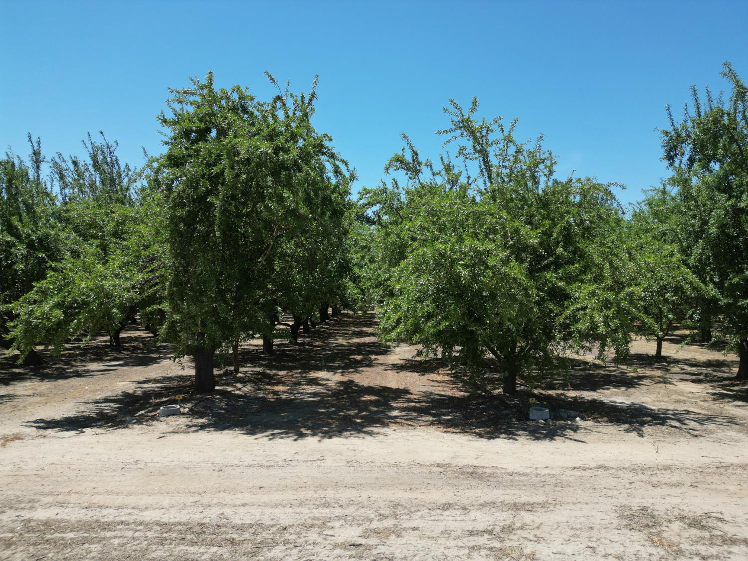 5658 Road 28 Madera, CA 93637 - Photo 11 of 12 a view of a yard with trees