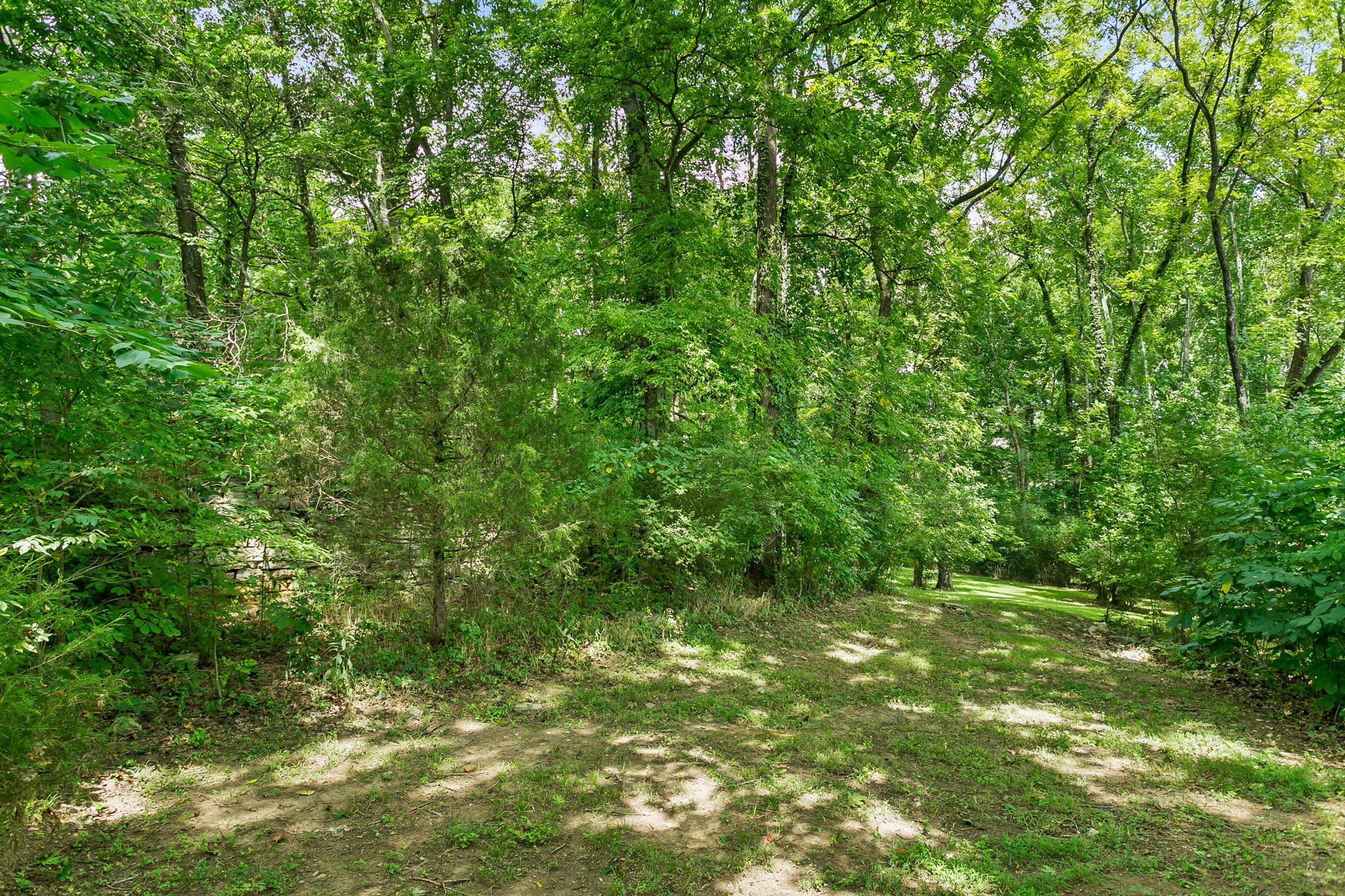 830 Baker Road Columbia, TN 38401 - Photo 57 of 68 a view of a lush green forest