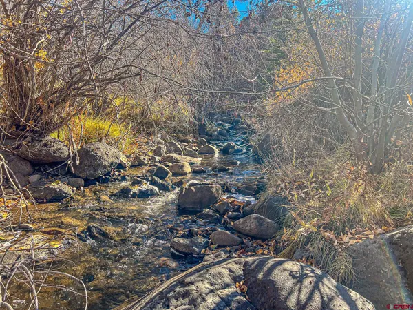 a view of a tree with some plant