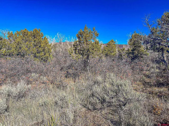 a view of a house with a lush green forest