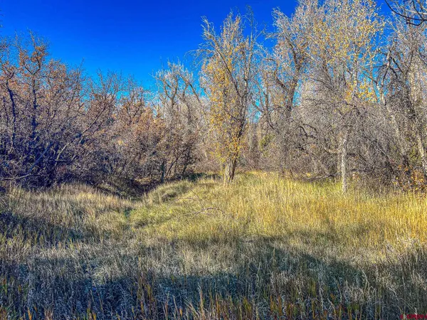 a outdoor space with lots of trees