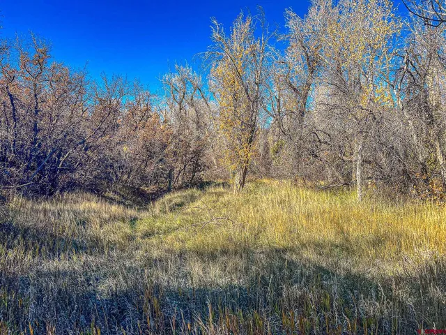 a outdoor space with lots of trees