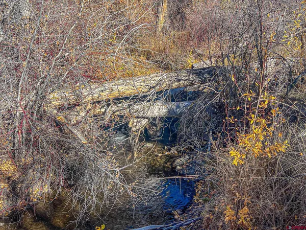 a view of a forest with a tree in the background