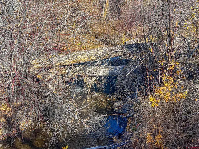 a view of a forest with a tree in the background