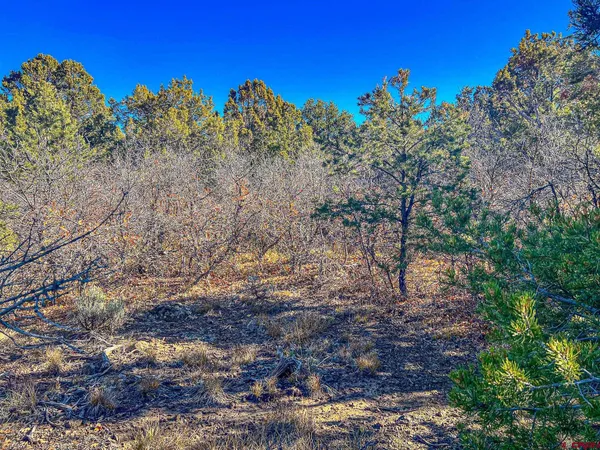 a view of a dry yard with lots of bushes