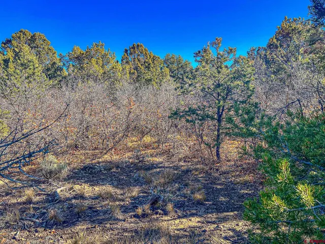 a view of a dry yard with lots of bushes