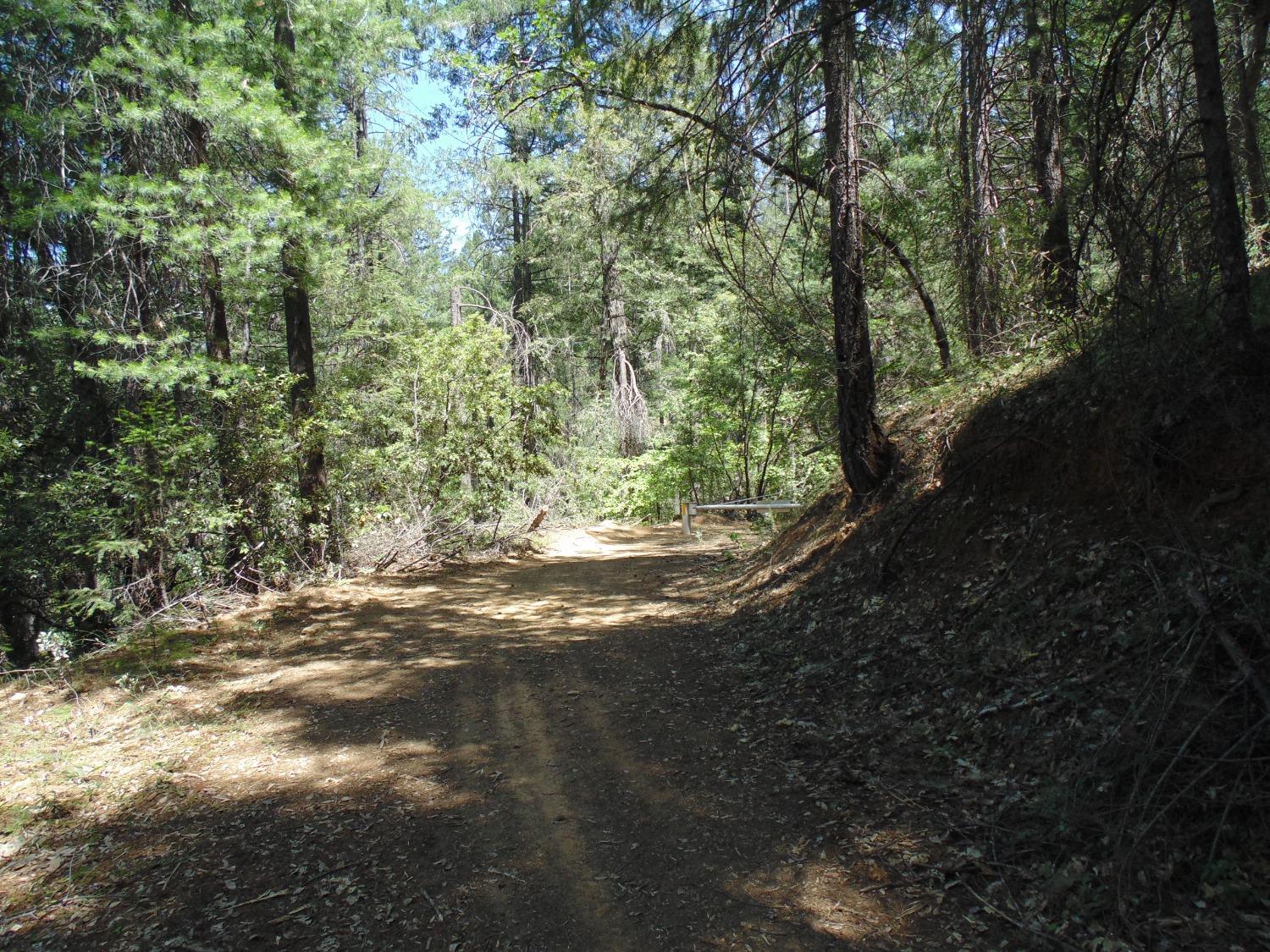 35 Balderston Road Georgetown, CA 95634 - Photo 17 of 37 a view of a forest filled with trees