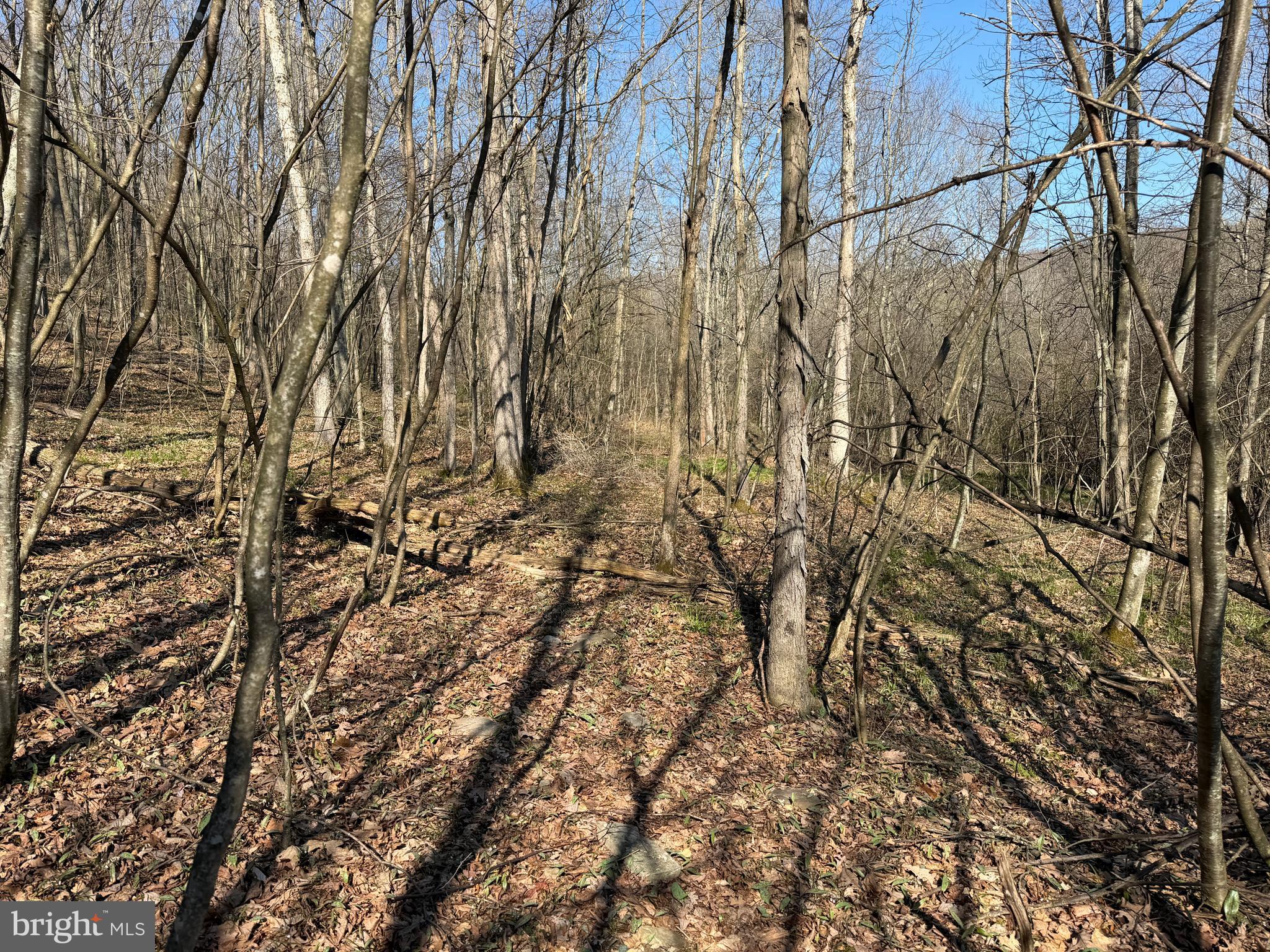 129-acres Black Hollow Road Schellsburg, PA 15559 - Photo 37 of 72 a view of a yard with a tree