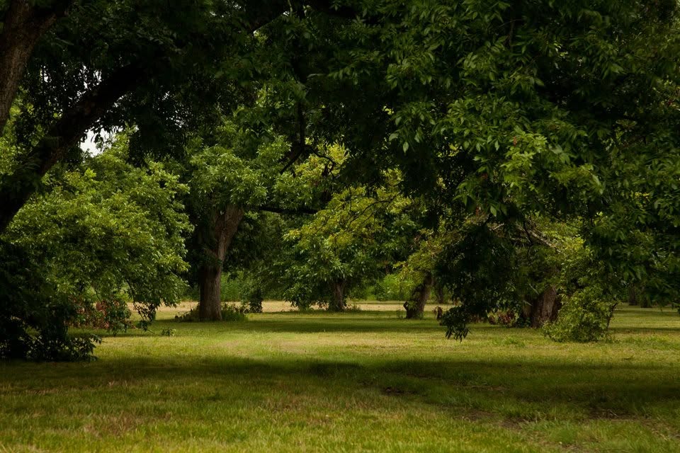 4342 Dobrovolny Road Bryan, TX 77807 - Photo 14 of 24 Pecan Trees