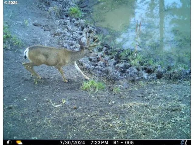 a view of outdoor space and yard