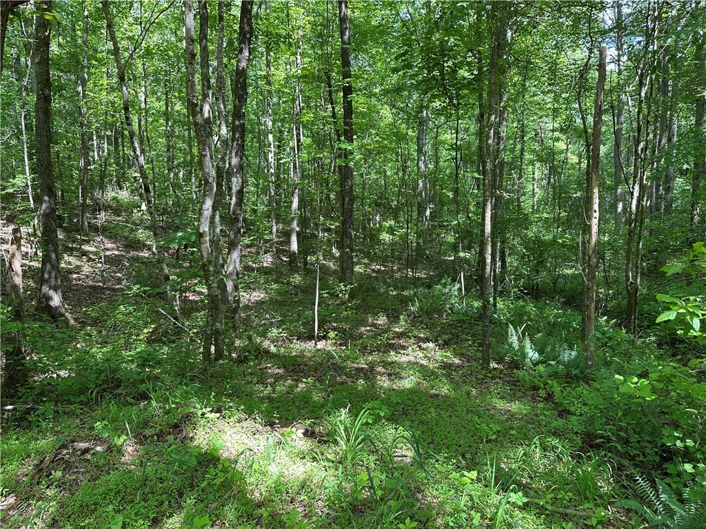 0 County Road 59 Heflin, AL 36264 - Photo 6 of 9