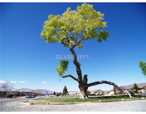 5560 Doubletree Road Pahrump, NV 89061 - Photo 22 of 25 Other. The oldest cottonwood tree in the Cottonwoods subdivision.