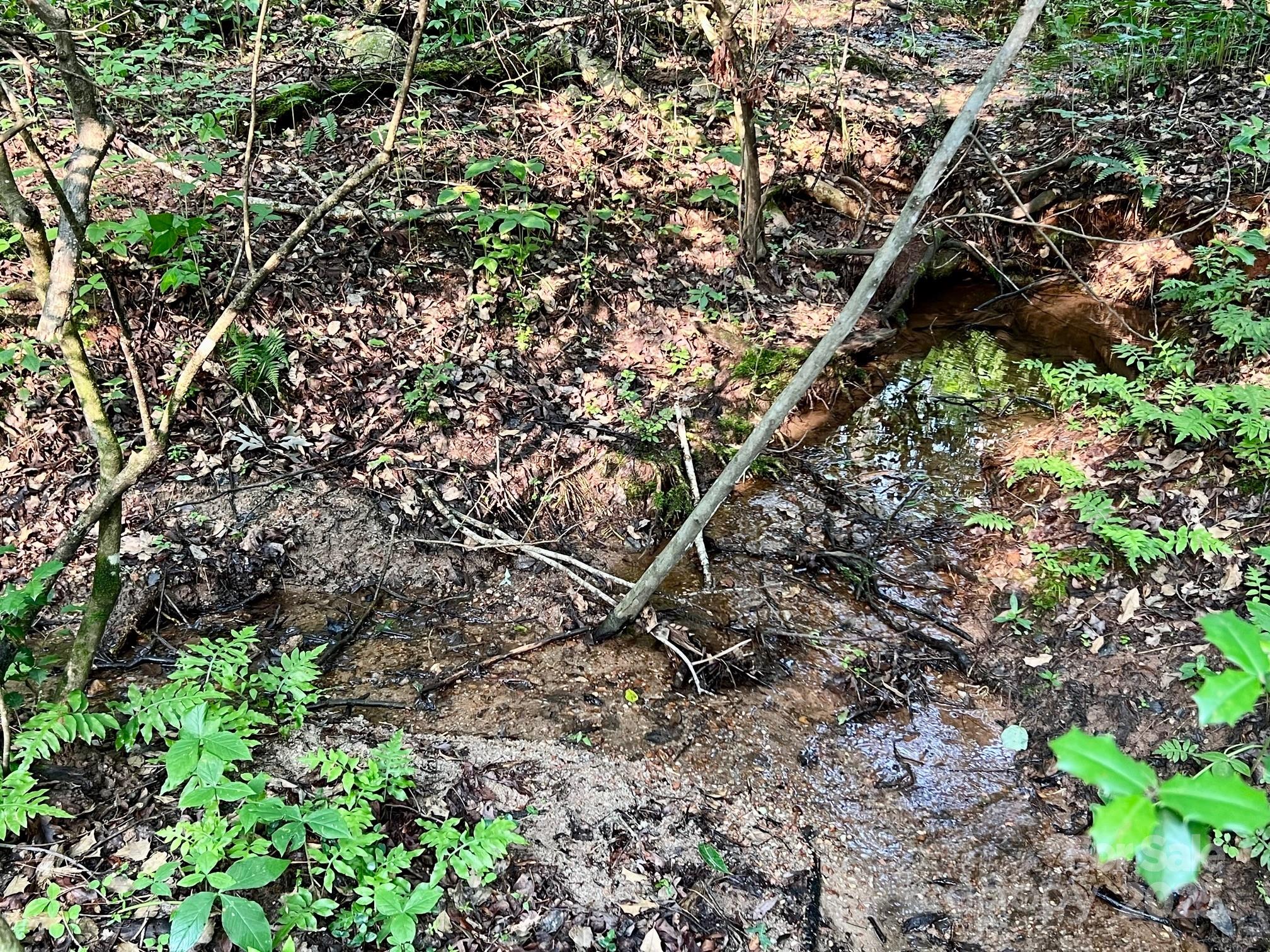 0 Campfield Church Road Ellenboro, NC 28040 - Photo 29 of 32 a picture of tree