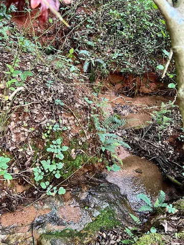 a view of a tree in a garden