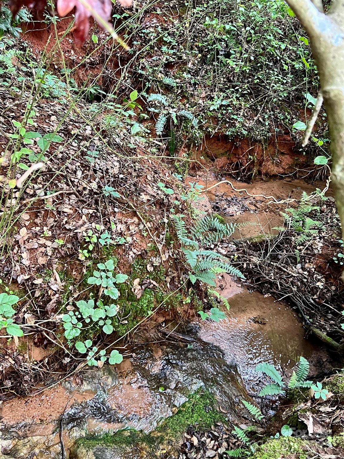 0 Campfield Church Road Ellenboro, NC 28040 - Photo 30 of 32