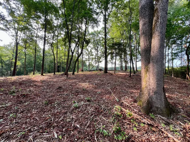 a view of dirt field with trees